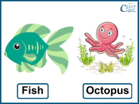 types of animals q3c