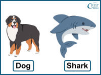 types of animals q3d