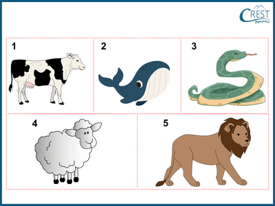 types of animals q4