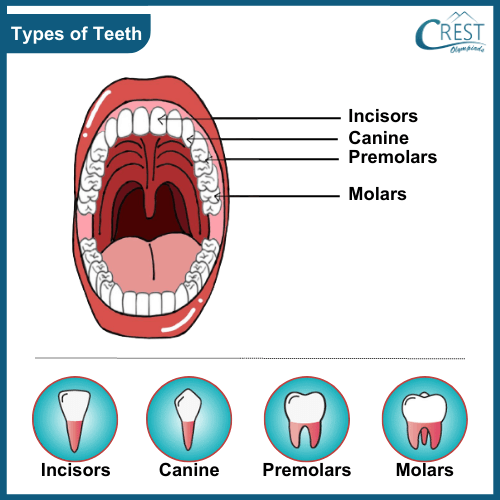 Diagram of different types of teeth