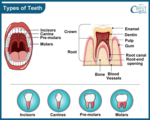 Types of Teeth of Human Body for Grade 5