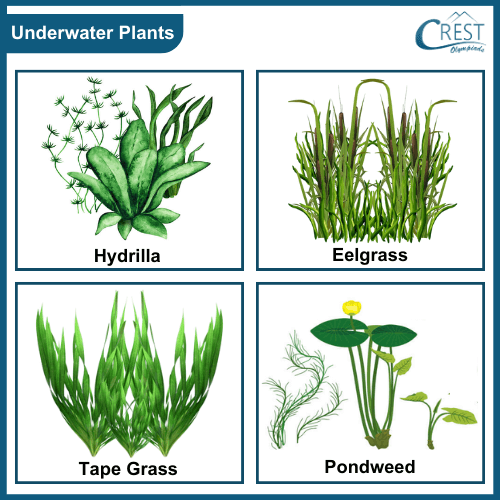 Examples of underwater plants