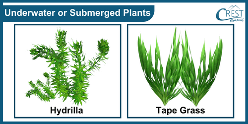 Example of underwater plants