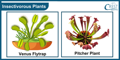 Examples of insectivorous plants