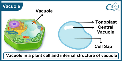 Labelled Diagram of Vacuoles - Definition of Essential Organelles, Types etc