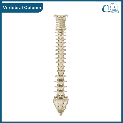 Vertebral column of Human Body