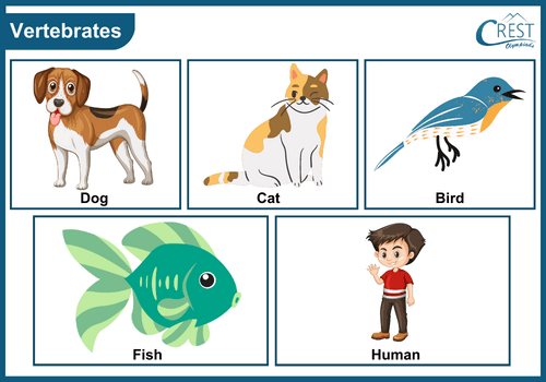 Examples of Vertebrates animals