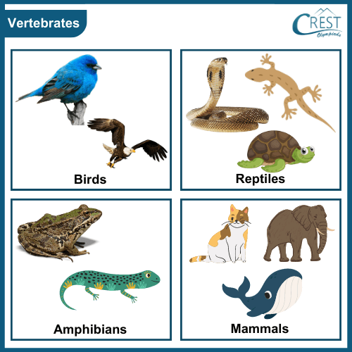 Examples of Vertebrates