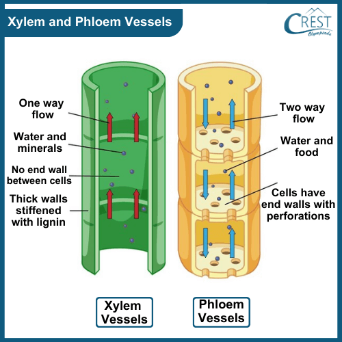 Xylem and Phloem Vessel - Science Grade 7