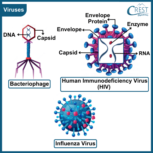 Examples of Viruses - Influenza virus, Human Immunodeficiency Virus (HIV) and Bacteriophage