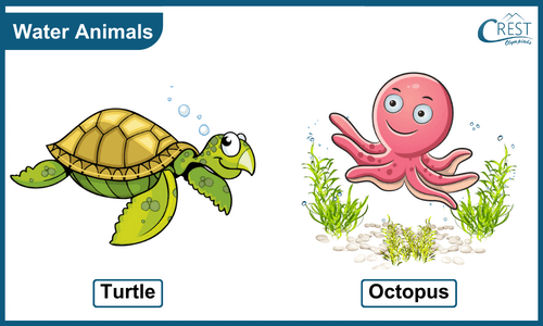 Example of Water Animals