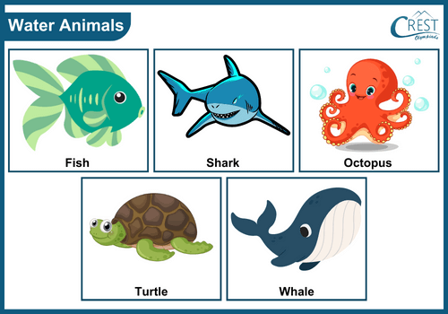 Examples of Water animals