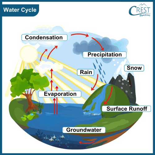 The water cycle