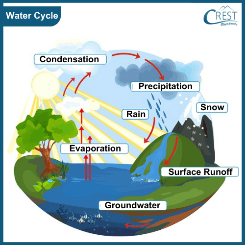 Diagram of Water Cycle - Process and its Different Stages