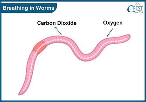 Breathing Organs in worms