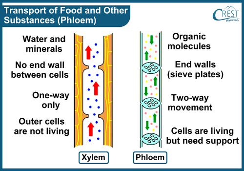 xylem-phloem10