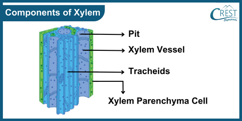 Diagram of Xylem - Definition, Components, Functions etc