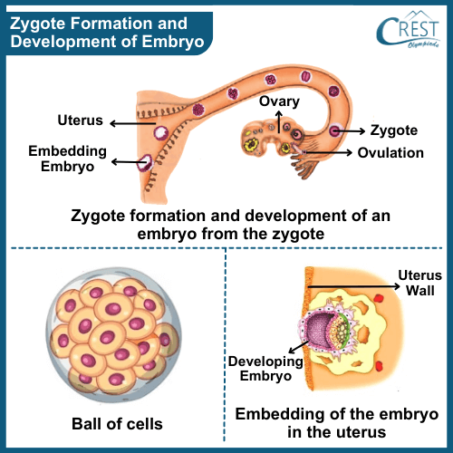 Labelled Diagram of Zygote Formation and Development of the Embryo - Science Grade 8
